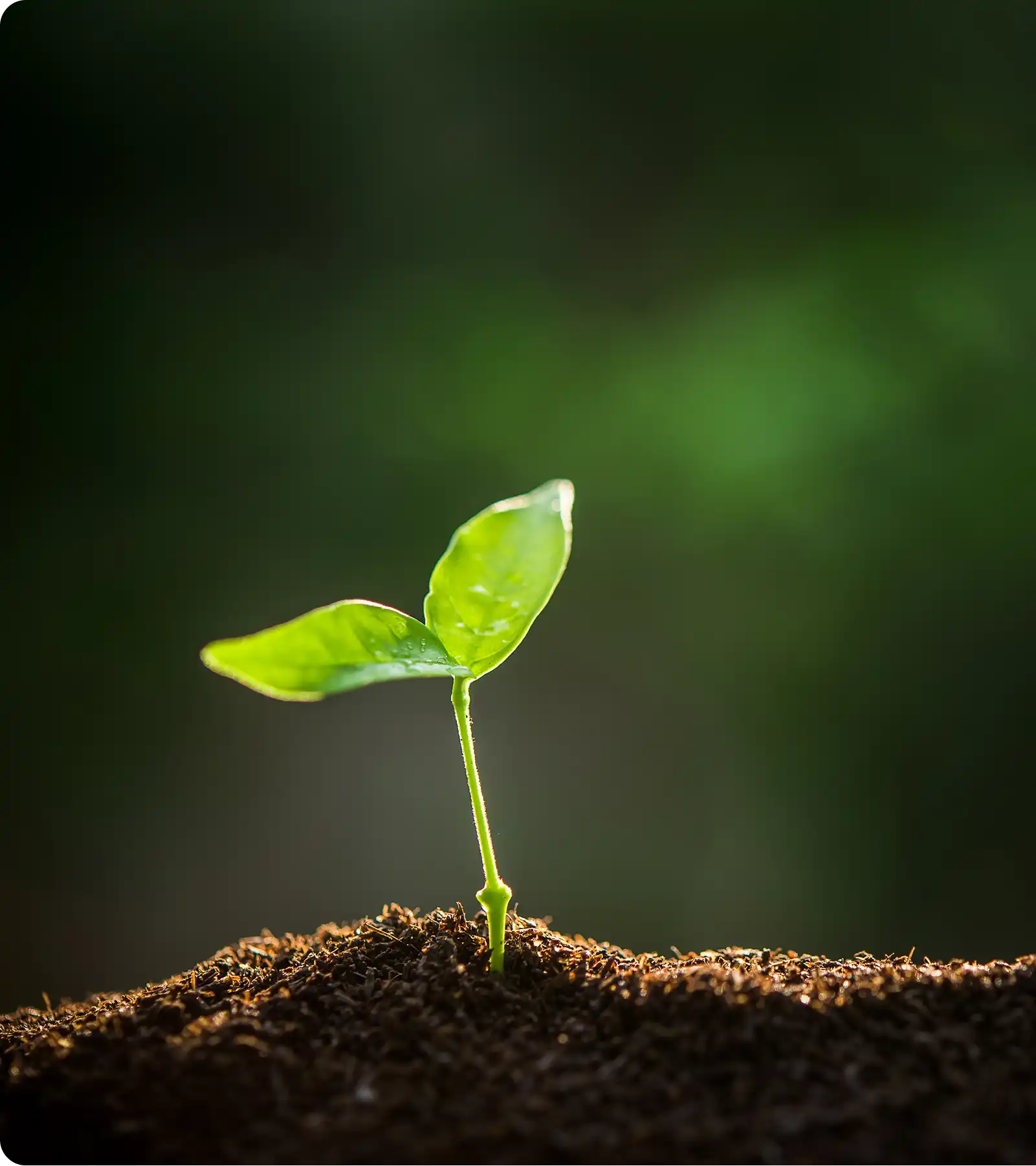 A plant sprouting from the ground, a symbol of new beginnings.